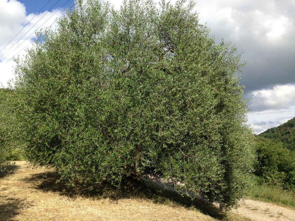 Farm stay Santa Maria Pienza